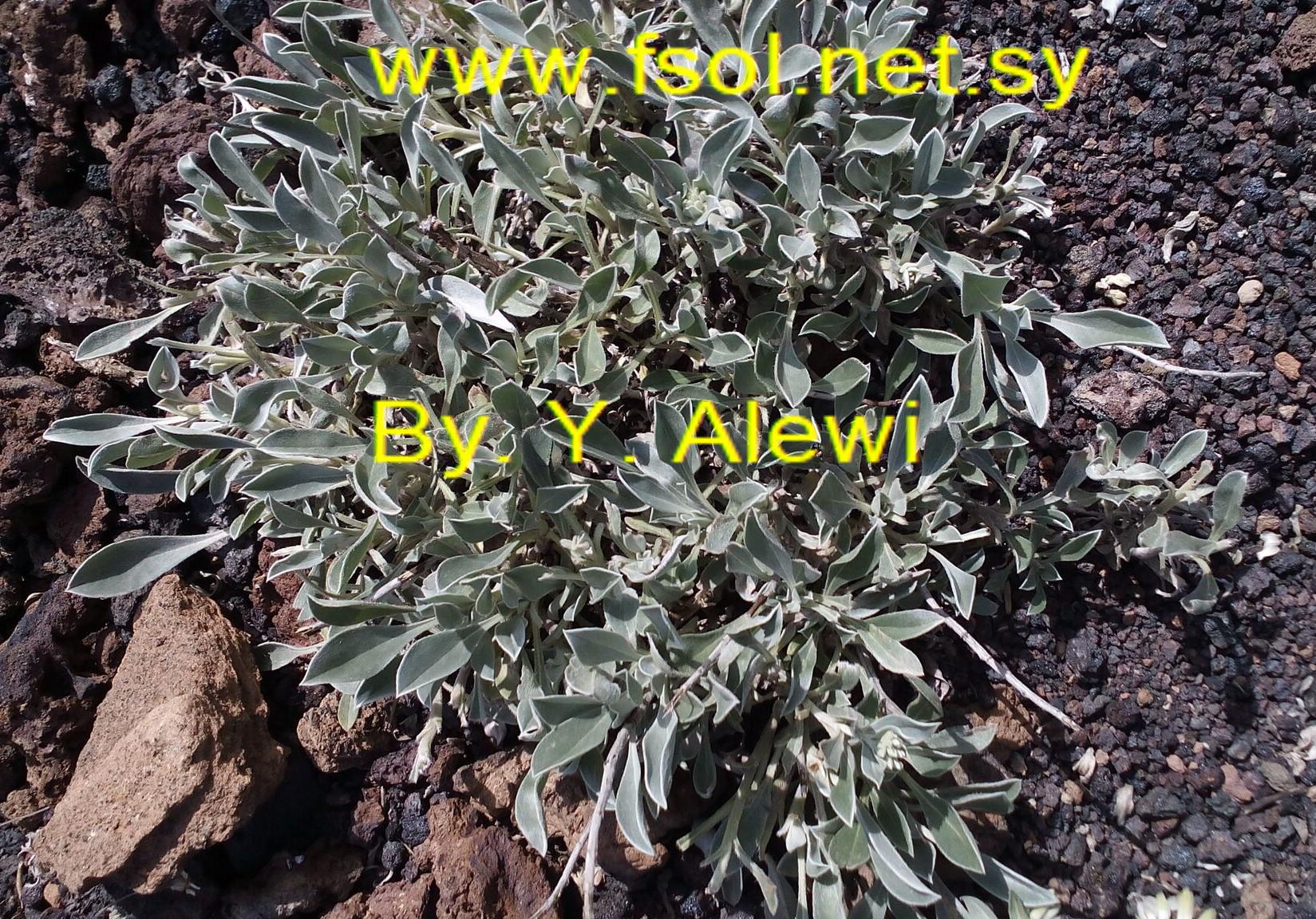 Onosma sericea Willd.